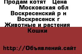 Продам котят › Цена ­ 1 500 - Московская обл., Воскресенский р-н, Воскресенск г. Животные и растения » Кошки   